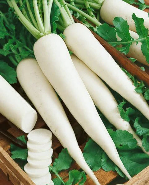 Radish Vegetable Seeds for Easy Planting