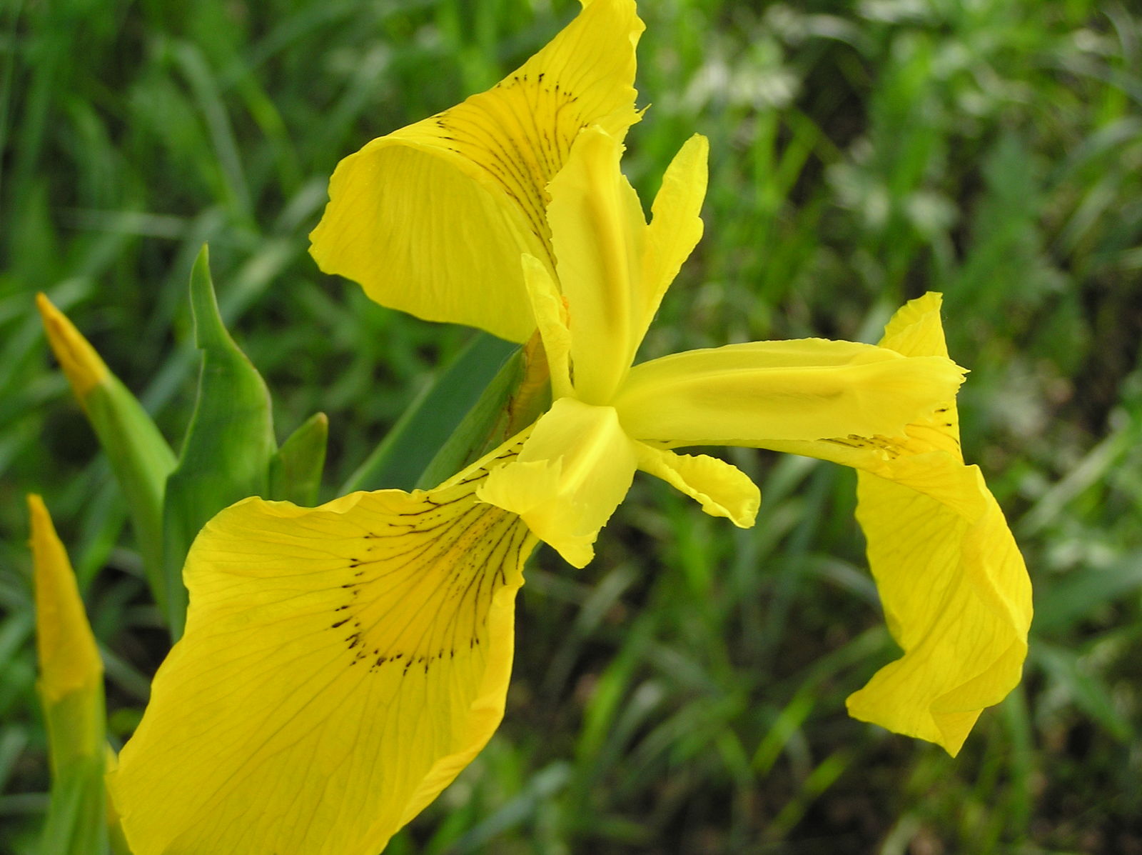 Bearded Flower seeds for Planting - Vibrant Colors, Heirloom & GMO Free Seeds for Home Garden