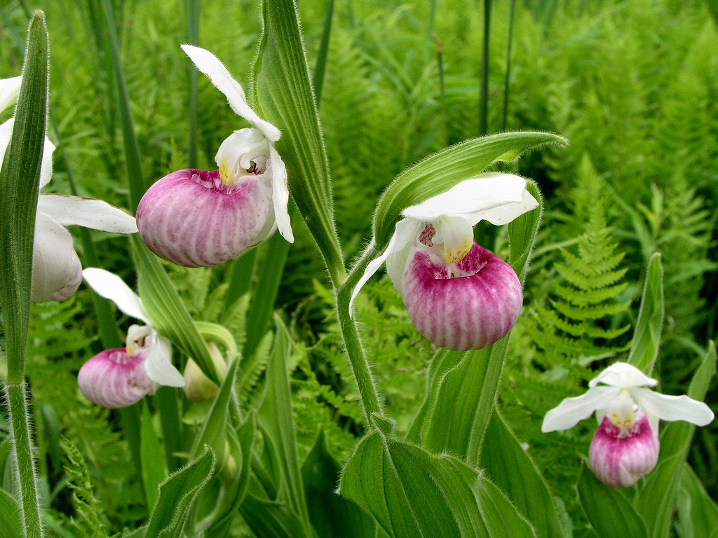 Slipper Orchid Flower seeds for Planting - Perfect for Borders, Heirloom & GMO Free Seeds for Home Garden