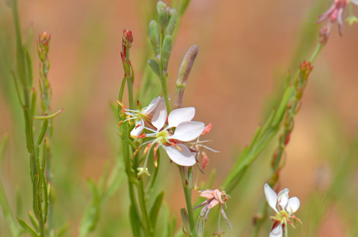 Oenothera Suffrutescens Flower Seeds  Evening Primrose Planting Seeds for Vibrant Garden Blooms