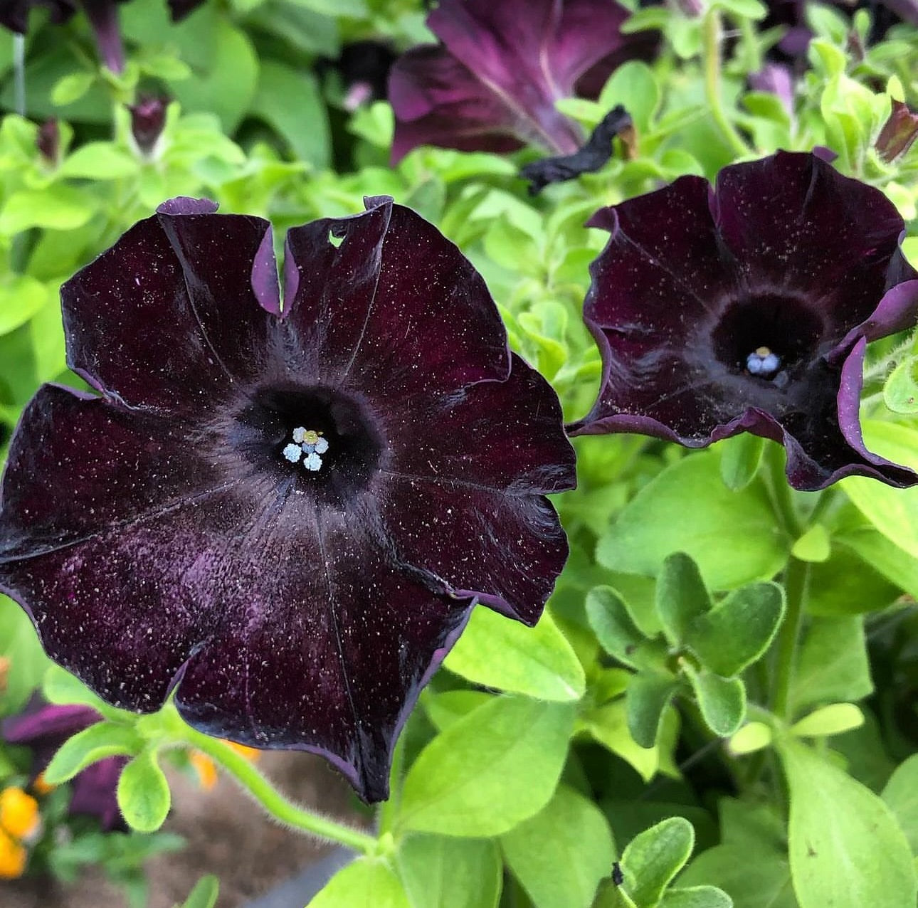 Black Purple Petunia Flower seeds for Planting Shade Tolerant Heirloom & GMO Free Seeds for Home Garden
