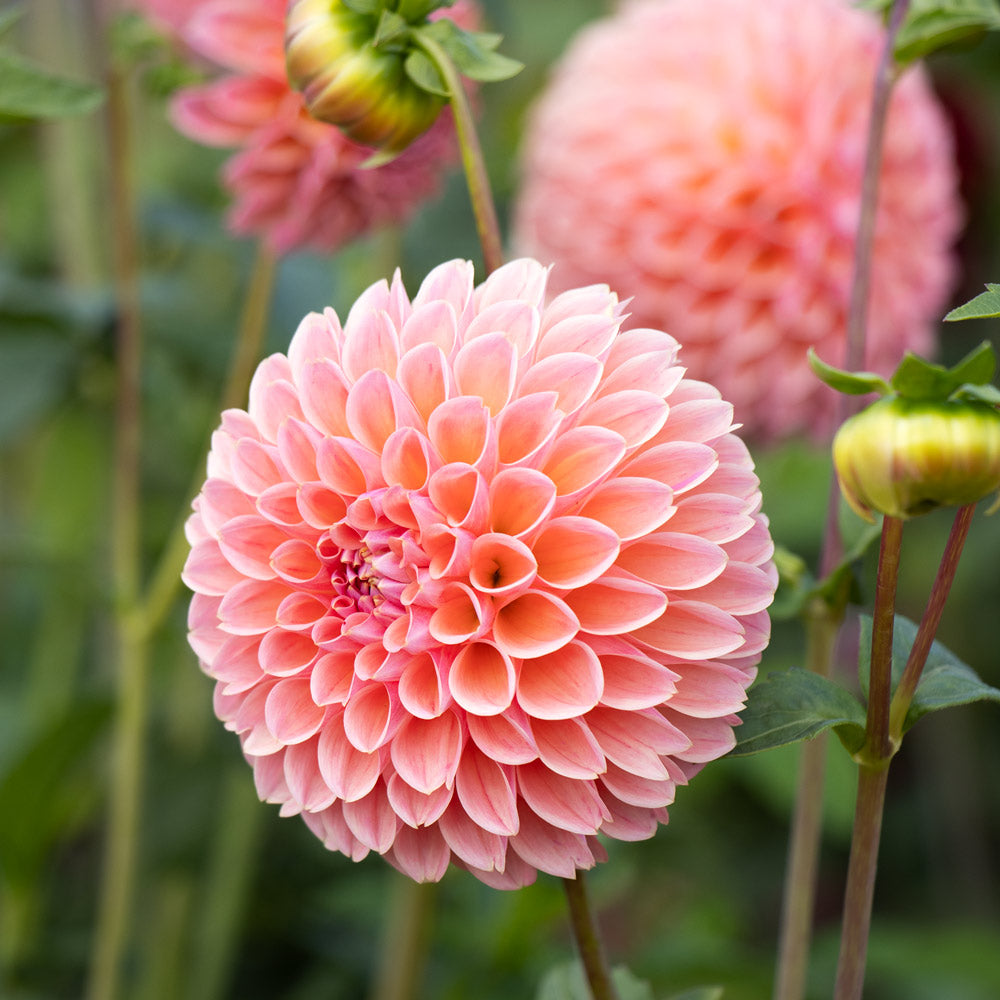Butterscotch Dahlia Flower seeds for Planting - Sun Loving, Heirloom & GMO Free Seeds for Home Garden
