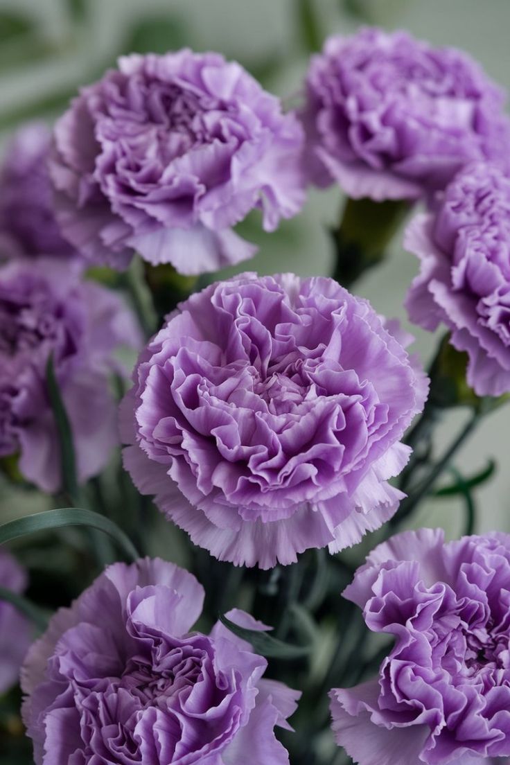 Lavender Carnation Flower seeds for Planting - Wildflower Mix, Heirloom & GMO Free Seeds for Home Garden