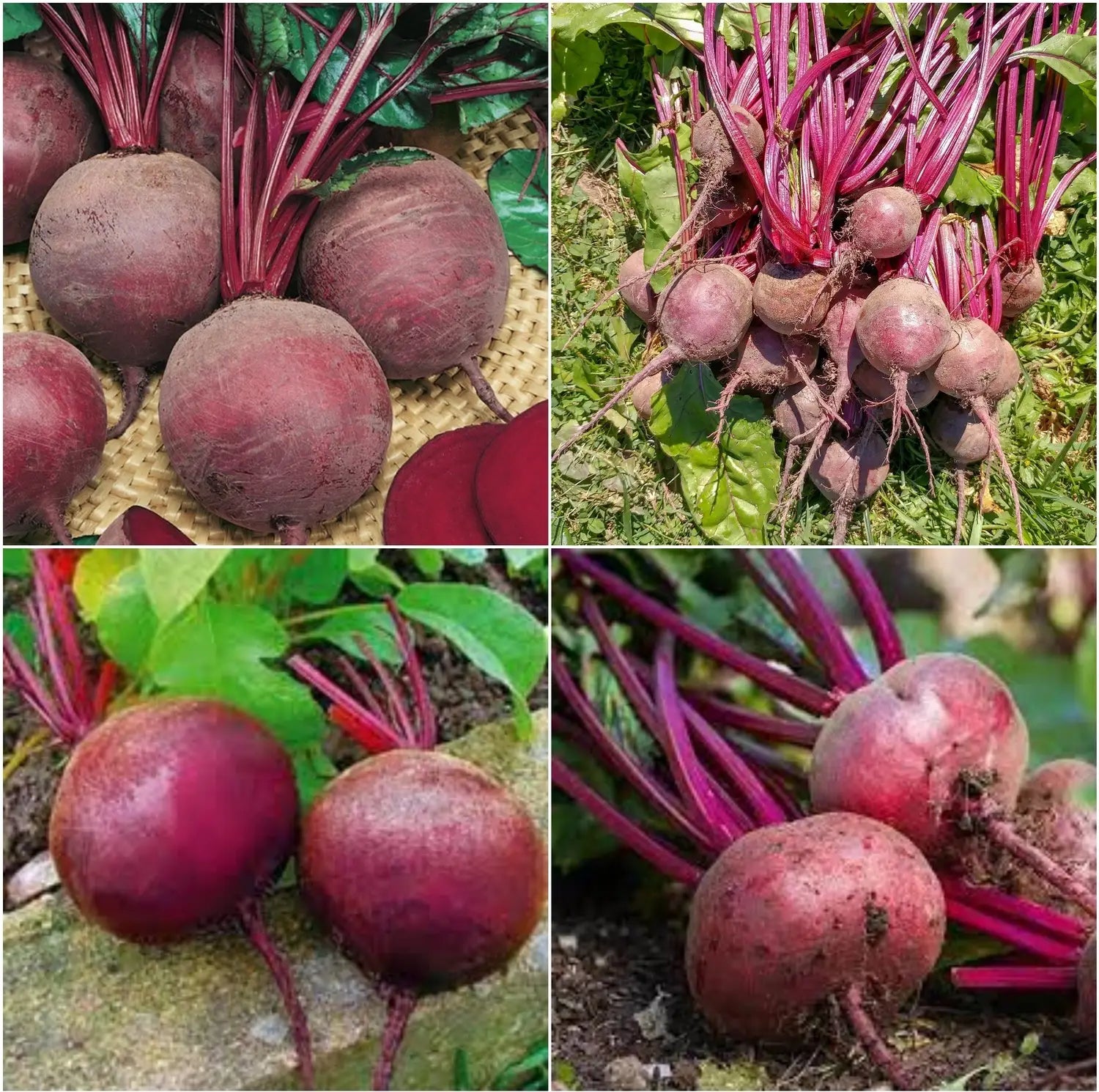 Red Beetroot Seeds - Perfect for Planting
