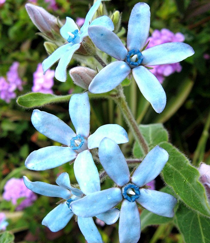 Rare Tweedia Flower seeds for Planting - Drought Tolerant, Heirloom & GMO Free Seeds for Home Garden