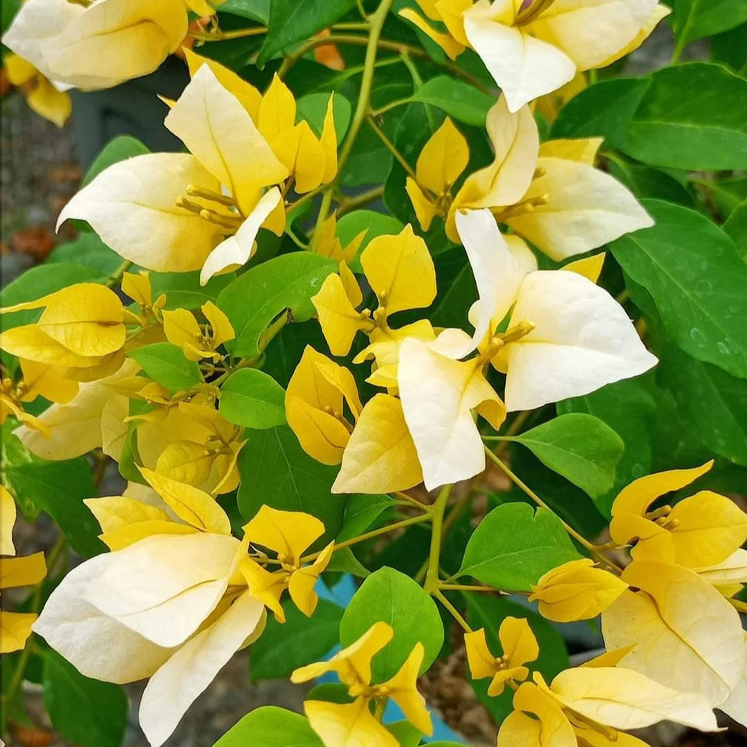 Bougainvillea Yellow Flower seeds for Planting - Cut Flower Favorite, Heirloom & GMO Free Seeds for Home Garden