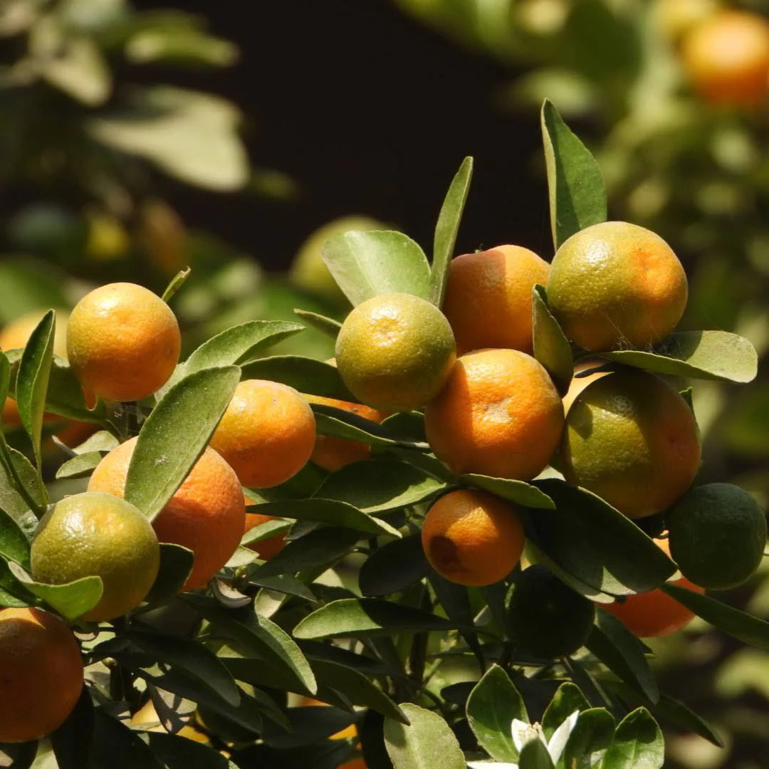 Bonsai Orange Tree Seeds for Indoor/Outdoor Planting