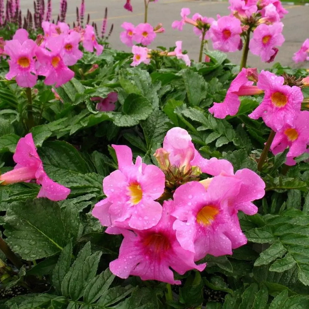Pink Incarvillea Flower seeds for Planting - Low Maintenance, Heirloom & GMO Free Seeds for Home Garden
