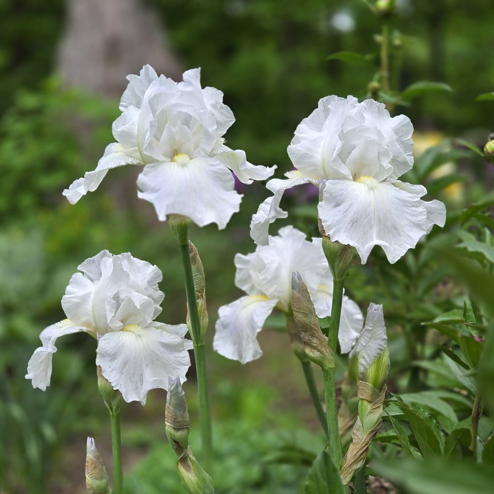 White Germanica Flower Seeds for Planting - Elegant Blooms for Your Garden
