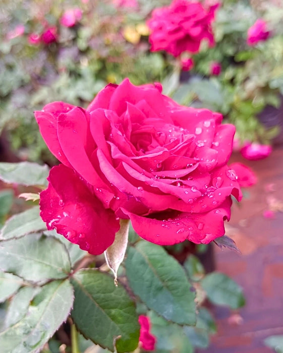 Red Pink Rose Flower seeds for Planting - Seasonal Bloomer, Heirloom & GMO Free Seeds for Home Garden