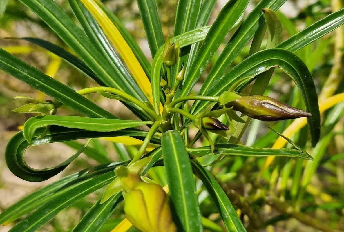Thevetia Neriifolia Flower Seeds for Planting