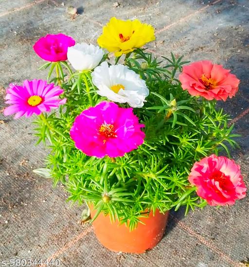 Mixed Mexican-Rose Heirloom Flower seeds for Planting - Perfect for Borders, Heirloom & GMO Free Seeds for Home Garden