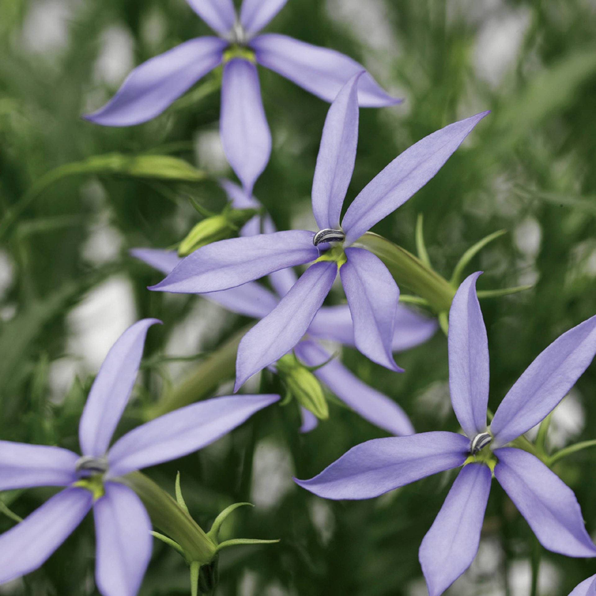 Blue Laurentia Flower seeds for Planting - Vibrant Colors, Heirloom & GMO Free Seeds for Home Garden