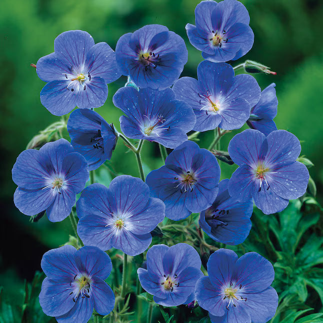 Thick Blue Geranium Flower seeds for Planting Low Maintenance Heirloom & GMO Free Seeds for Home Garden