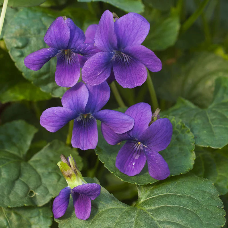 Purple Viola Odorata Flower seeds for Planting - Pollinator Friendly, Heirloom & GMO Free Seeds for Home Garden