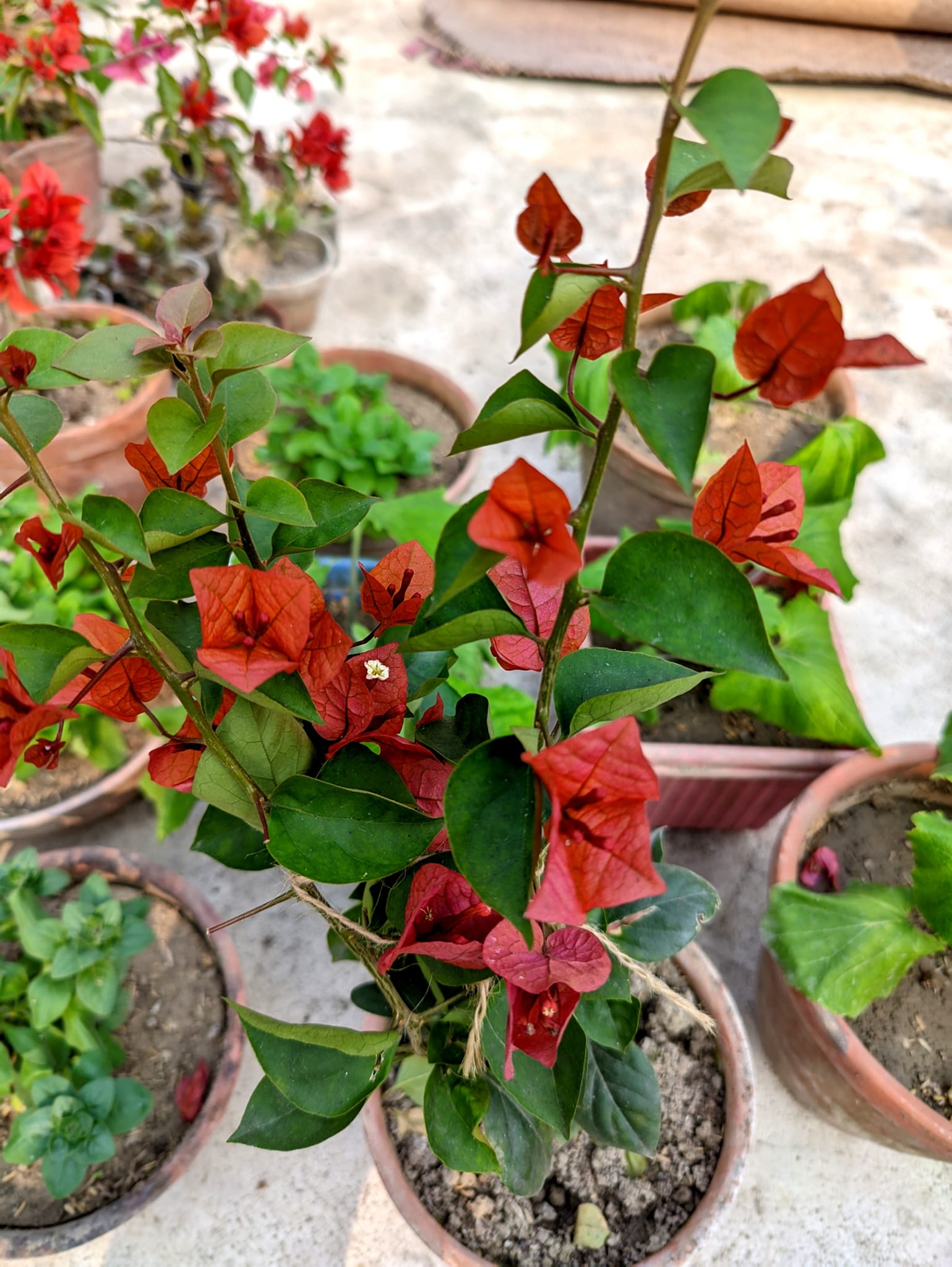 Brown Bougainvillea Flower Seeds for Planting