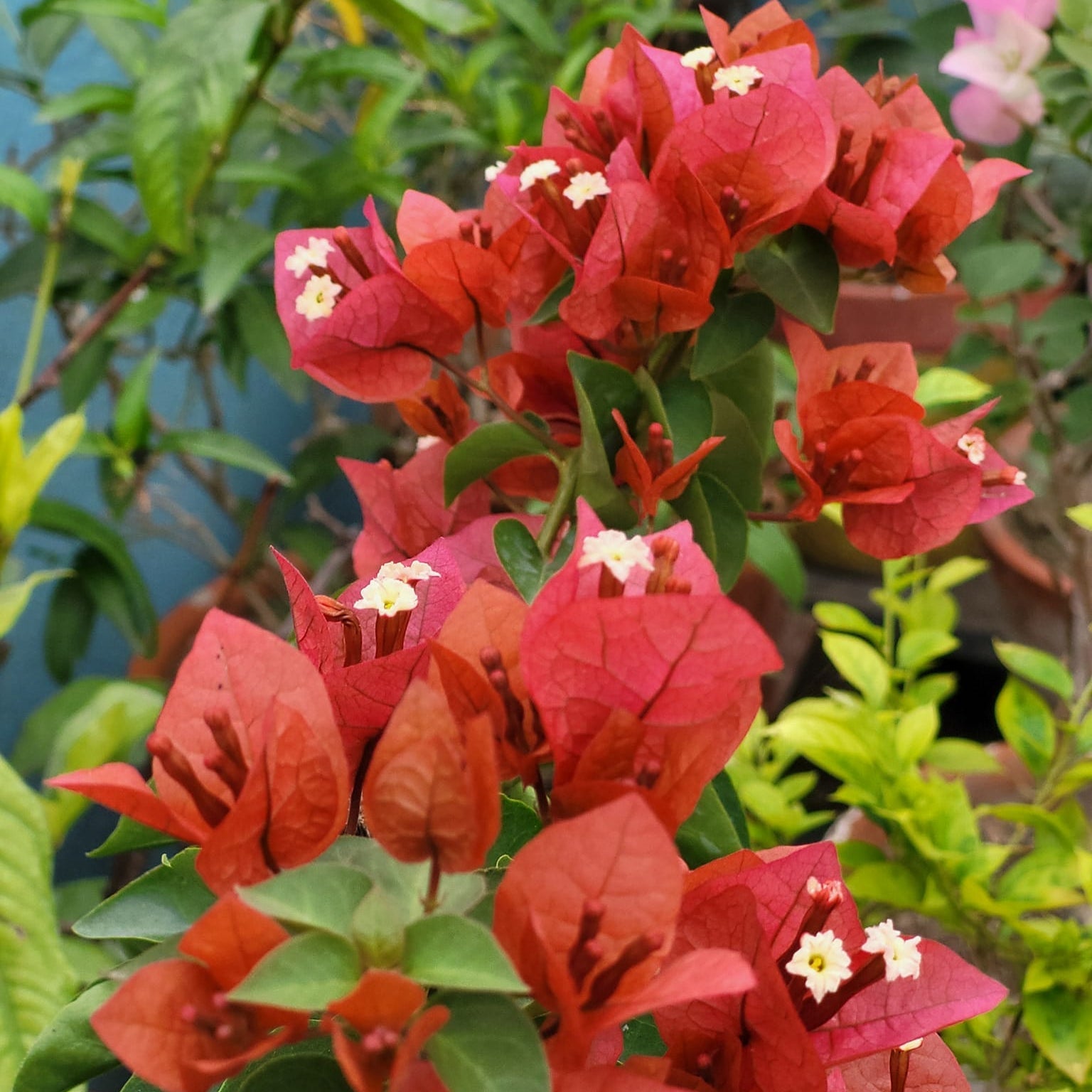 Brown Bougainvillea Flower Seeds for Planting