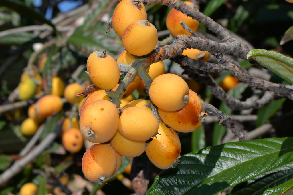 Loquat Fruit Seeds: Complete Planting Guide