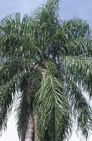 Acrocomia Tree Seeds - Hardy Planting Plant Seeds