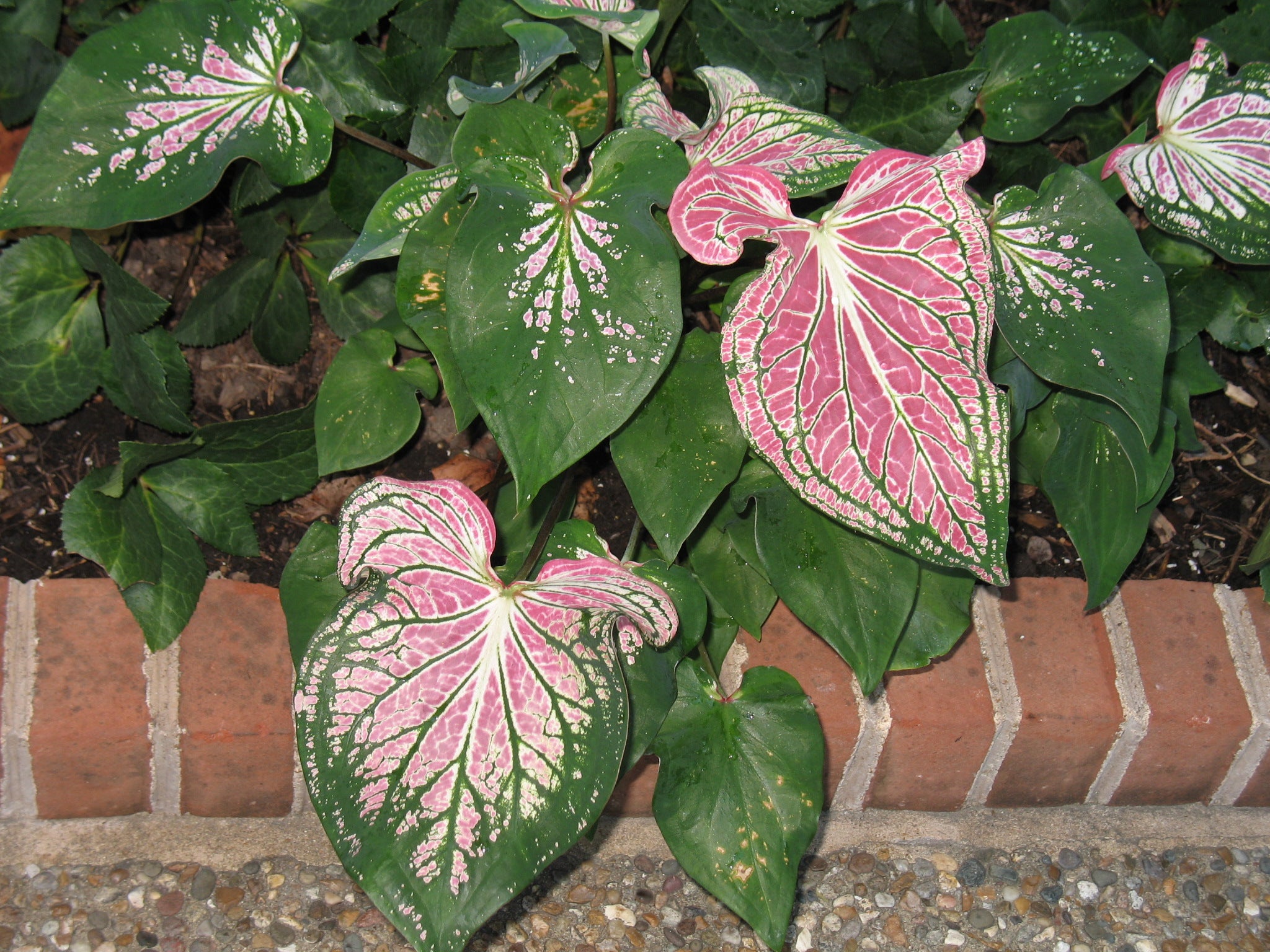 Green Thailand Caladium Flower Seeds for Planting Shade Tolerant Heirloom & GMO Free Seeds for Home Garden
 
 Sale