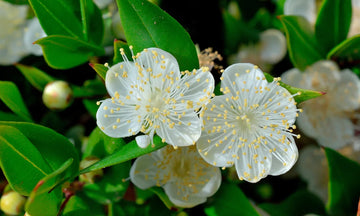 Myrtle Flower seeds for Planting - Fragrant Blossoms, Heirloom & GMO Free Seeds for Home Garden