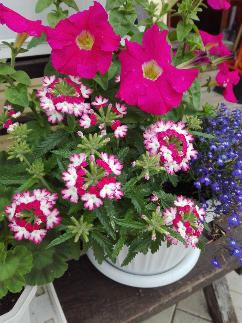 Burgundy Verbena Flower seeds for Planting - Pollinator Friendly, Heirloom & GMO Free Seeds for Home Garden