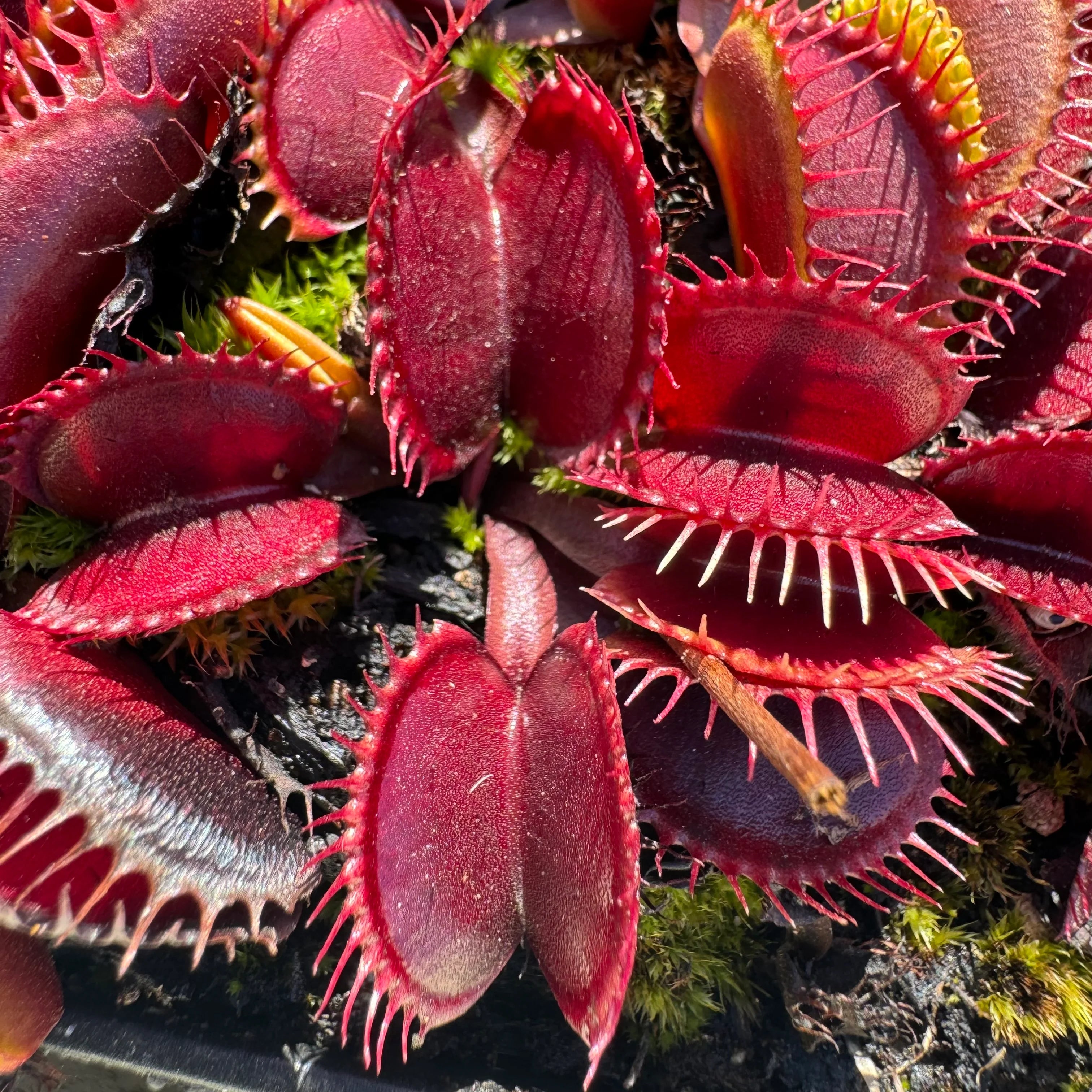 Venus Fly Trap Red Flower seeds for Planting - Pollinator Friendly, Heirloom & GMO Free Seeds for Home Garden