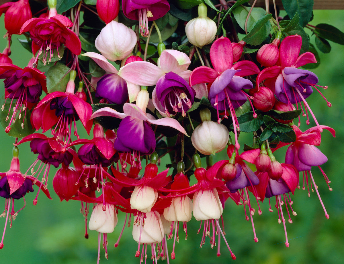 Mixed Double Petal Fuchsia Flower Seeds for Planting Heirloom Non-GMO Seeds - Evergrowseeds