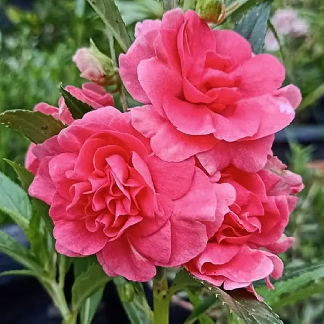 Balsamine Rose Flower Seeds for Planting Heirloom NonGMO Seeds for Vibrant Garden Blooms 
 
 Sale