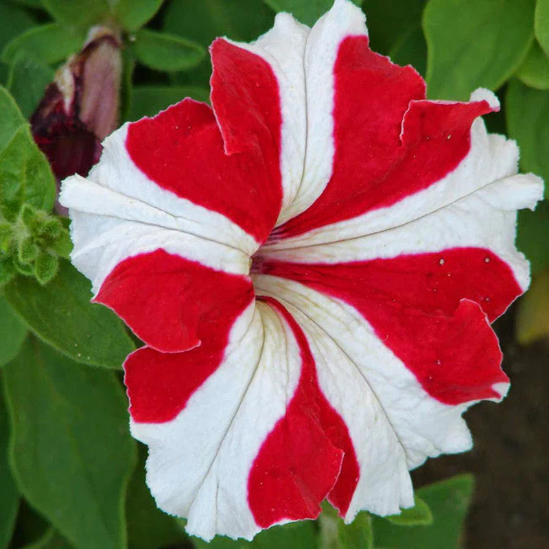 White and Red Petunia Seeds for Beautiful Garden Planting