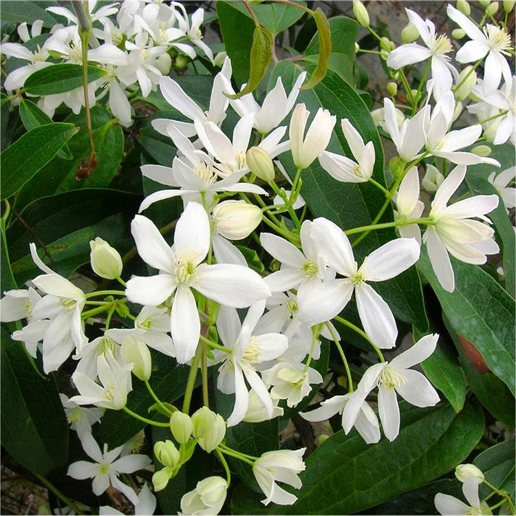 Clematis Montana Flower seeds for Planting Pollinator Friendly Heirloom & GMO Free Seeds for Home Garden