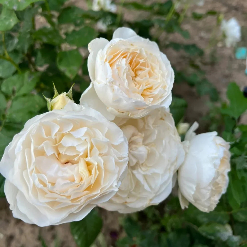 Moonlight Rose Flower seeds for Planting - Pollinator Friendly, Heirloom & GMO Free Seeds for Home Garden Sale