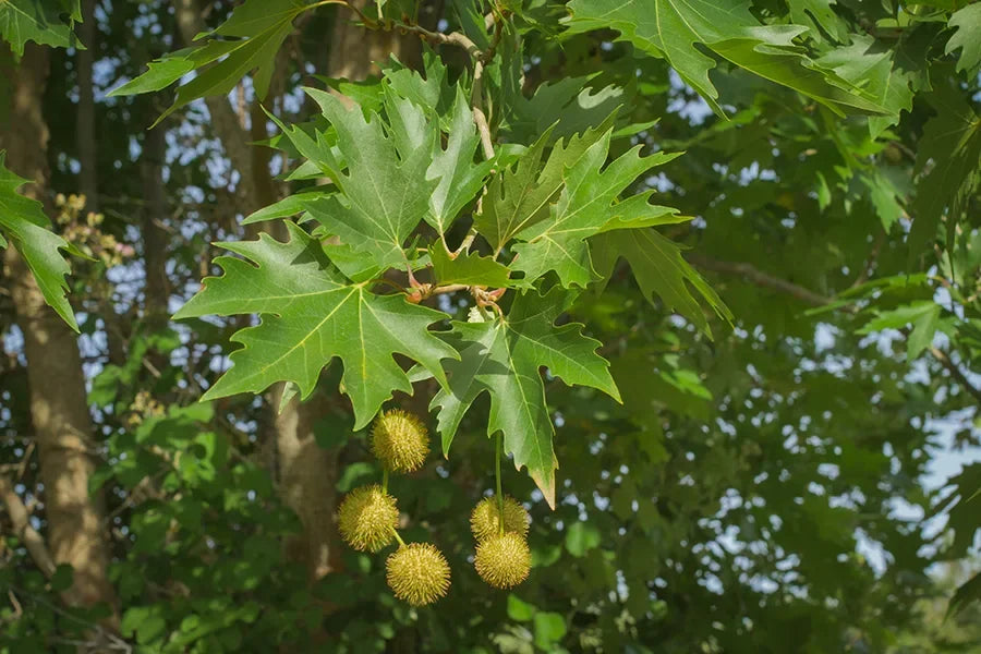 Green Platanus Orientalis Seeds for Planting