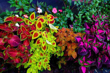 Mix Coleus Canina Flower seeds for Planting - Cottage Garden Essential, Heirloom & GMO Free Seeds for Home Garden