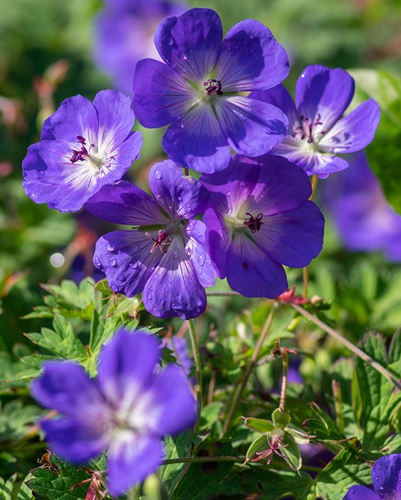 Geranium Rozanne Flower seeds for Planting - Cottage Garden Essential, Heirloom & GMO Free Seeds for Home Garden