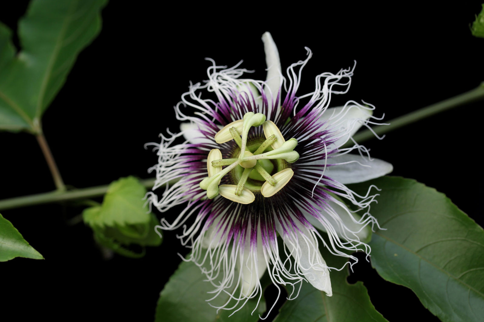 Colinvauxii Passion Flower seeds for Planting - Colorful Display, Heirloom & GMO Free Seeds for Home Garden