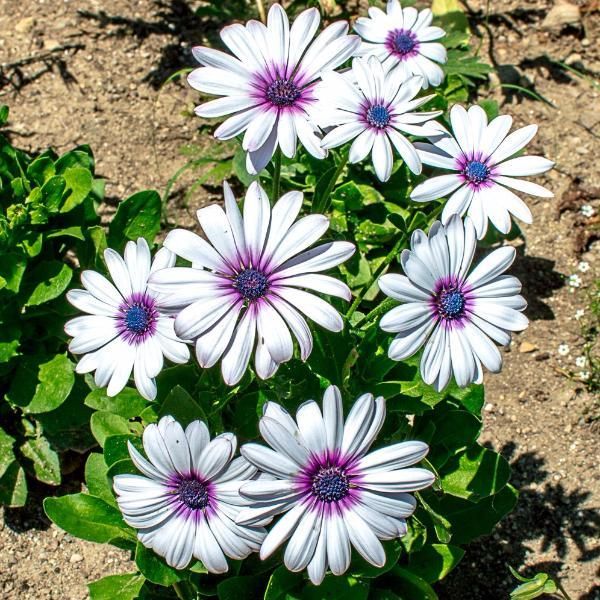 Osteospermum White Flower seeds for Planting - Fragrant Blossoms, Heirloom & GMO Free Seeds for Home Garden