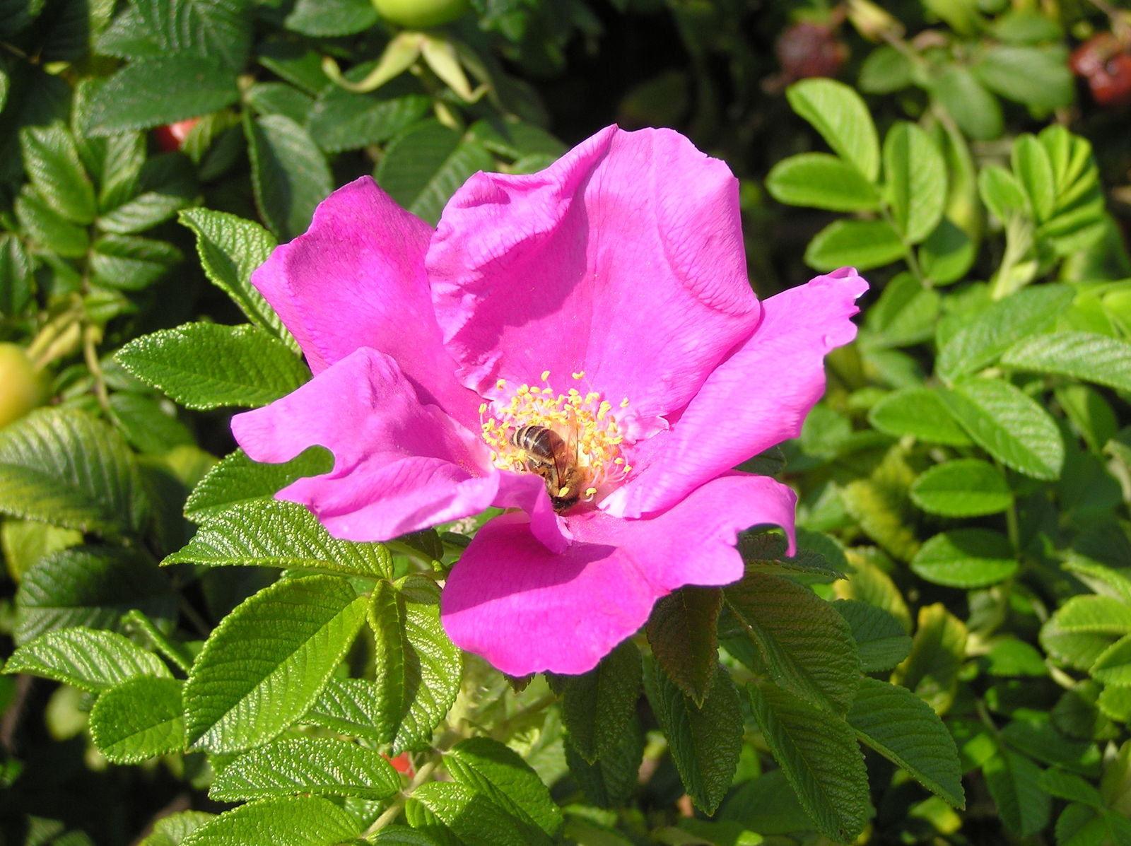 Pink Rugosa Rose Flower seeds for Planting - Vibrant Colors, Heirloom & GMO Free Seeds for Home Garden
