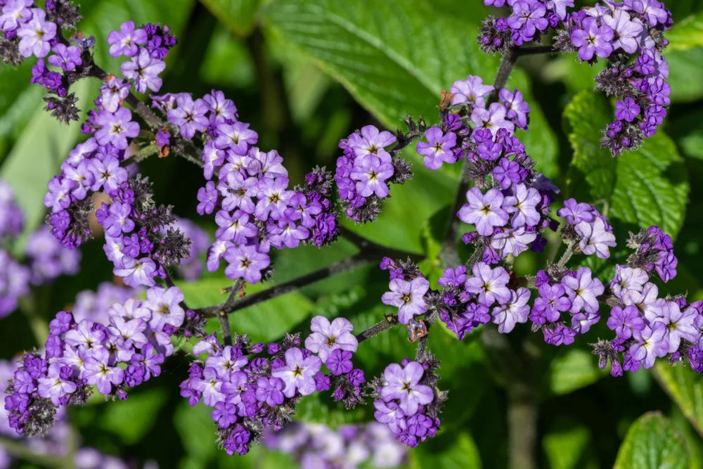 Heliotrope Marine Flower seeds for Planting Perfect for Borders Heirloom & GMO Free Seeds for Home Garden