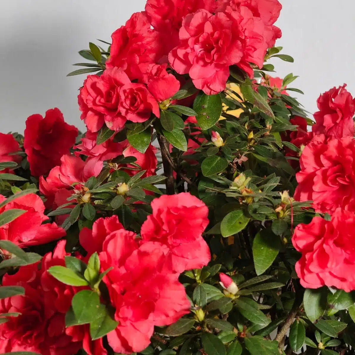 Red Azalea Flower Seeds for Planting Easy to Grow Heirloom & GMO Free Seeds for Home Garden
 
 Sale