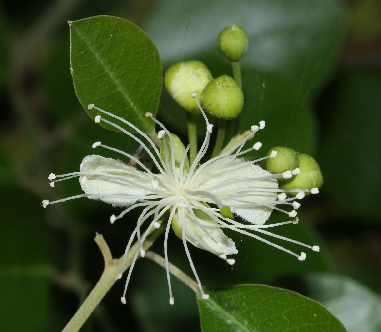 White Capparis Flower seeds for Planting - Sun Loving, Heirloom & GMO Free Seeds for Home Garden