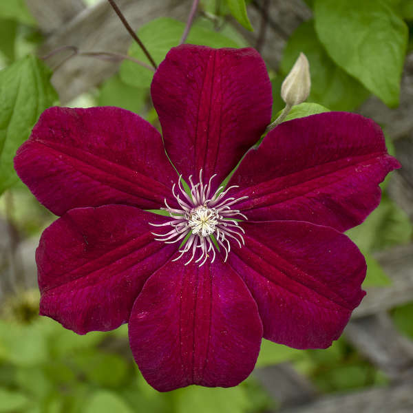 Clematis Burgundy Flower seeds for Planting - Low Maintenance, Heirloom & GMO Free Seeds for Home Garden