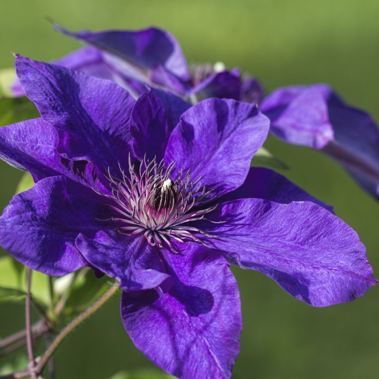 Yellow Purple Clematis Flower seeds for Planting - Pollinator Friendly, Heirloom & GMO Free Seeds for Home Garden