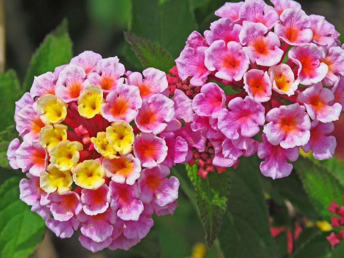 Mixed Lantana Camara Flower seeds for Planting - Garden Favorite, Heirloom & GMO Free Seeds for Home Garden