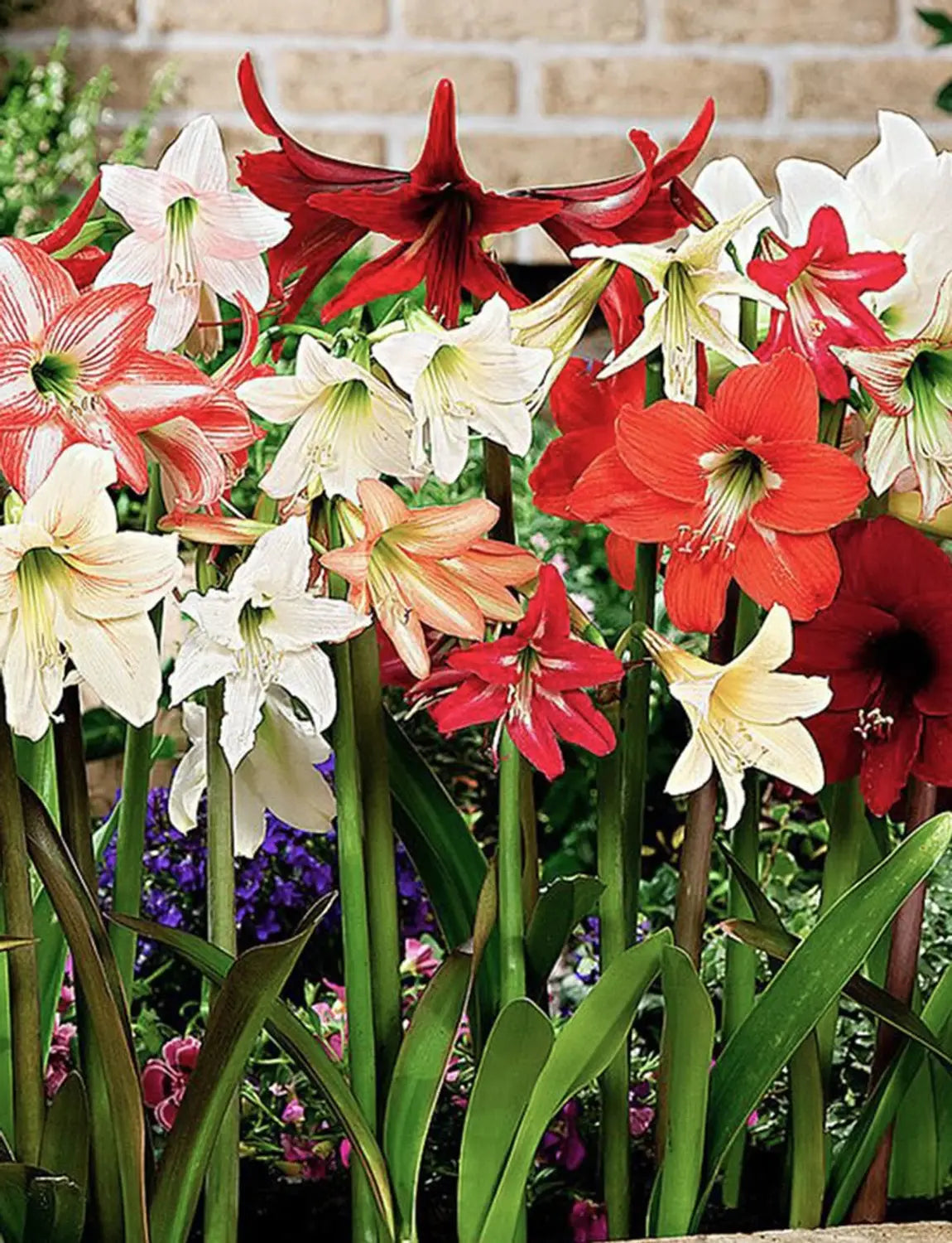 Mixed Amaryllis Bulbs Flower seeds for Planting - Bright Blooms, Heirloom & GMO Free Seeds for Home Garden