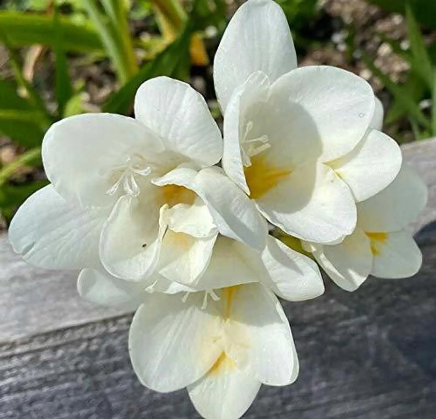 Freesia Flower seeds for Planting - Compact Growth, Heirloom & GMO Free Seeds for Home Garden