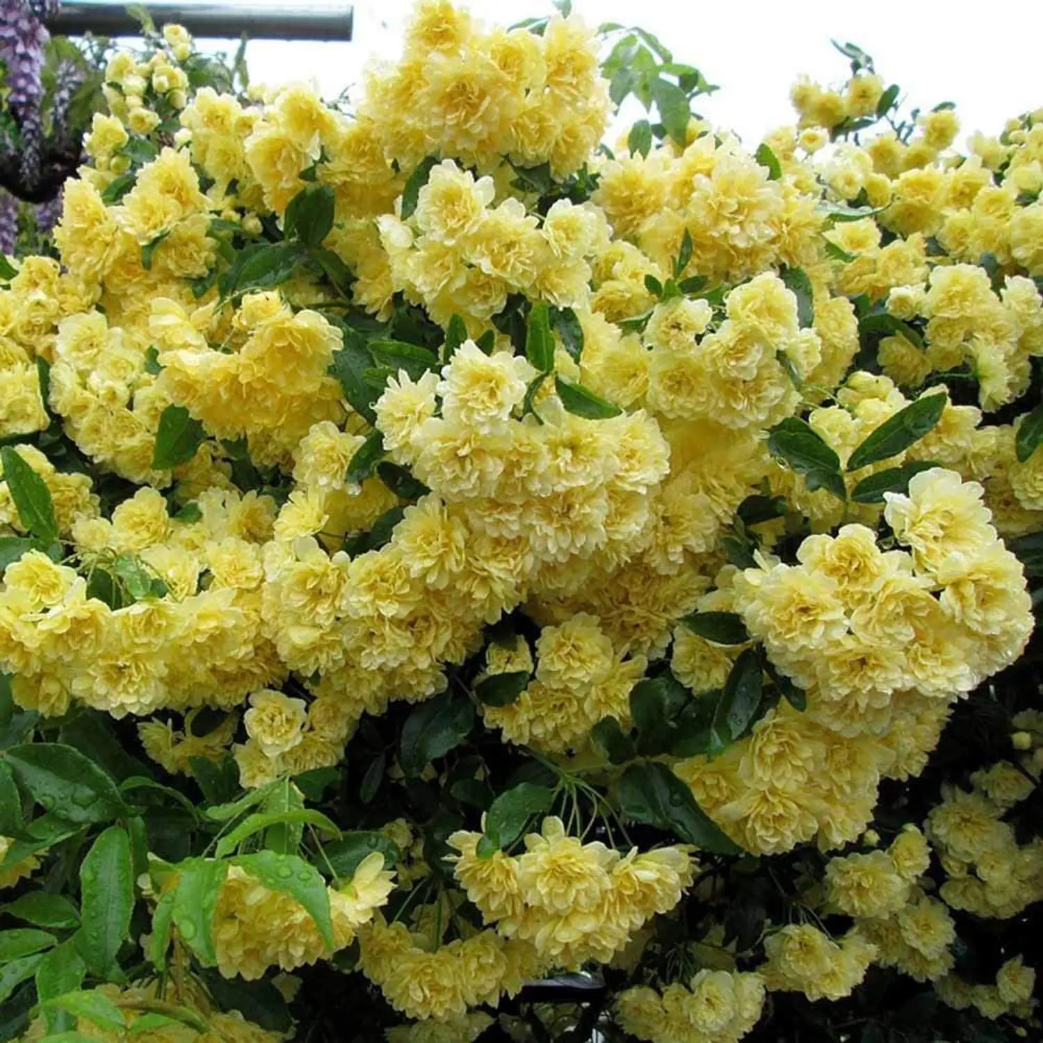Rosa Banksiae Flower seeds for Planting - Wildflower Mix, Heirloom & GMO Free Seeds for Home Garden