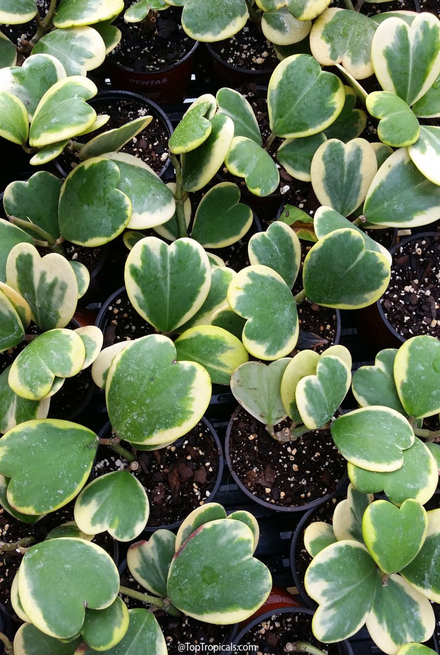 Green Hoya Kerrii Flower seeds for Planting - Sun Loving, Heirloom & GMO Free Seeds for Home Garden