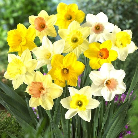 Light Yellow Narcissus Flower seeds for Planting - Colorful Display, Heirloom & GMO Free Seeds for Home Garden