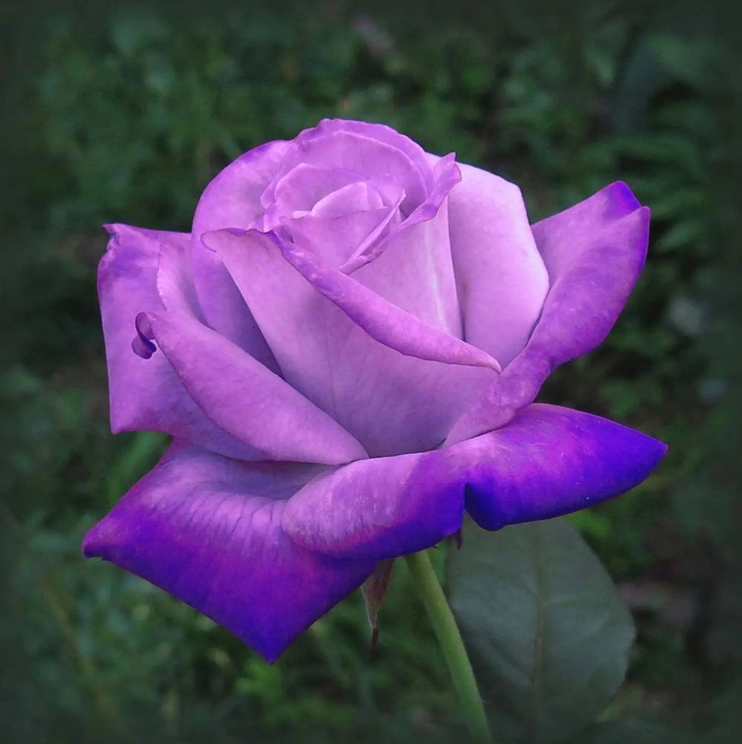 Rare Rose Flower Seeds for Planting | Unique Garden Blooms
